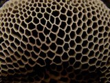Hexagonia apiaria image