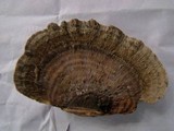 Hexagonia apiaria image