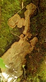 Fomitiporia tsugina image