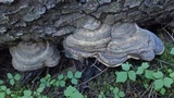 Fomitopsis mounceae image