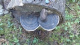 Fomitopsis mounceae image