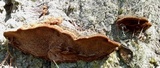 Phellinus gilbertsonii image
