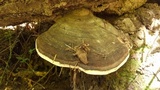 Fomitopsis mounceae image