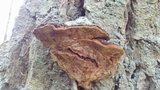 Phellinus gilbertsonii image