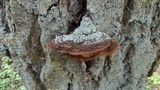 Phellinus gilbertsonii image