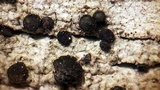 Cyphelium inquinans image