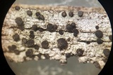 Cyphelium inquinans image