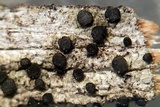 Cyphelium inquinans image
