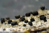 Cyphelium inquinans image