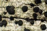 Cyphelium inquinans image