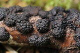 Jackrogersella multiformis image