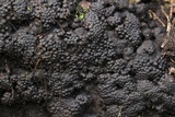 Jackrogersella multiformis image