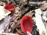 Sarcoscypha austriaca image