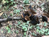 Galiella rufa image