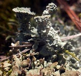 Cladonia pyxidata image