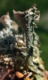 Cladonia pyxidata image