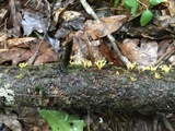 Calocera viscosa image