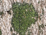 Ropalospora viridis image