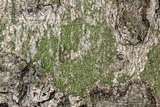 Ropalospora viridis image