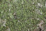 Ropalospora viridis image