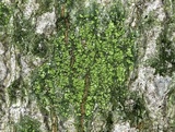 Ropalospora viridis image