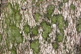 Ropalospora viridis image