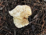 Leucopaxillus albissimus image