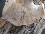 Leucopaxillus albissimus image