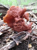 Gyromitra brunnea image