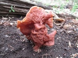 Gyromitra brunnea image