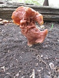Gyromitra brunnea image