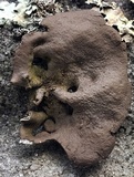 Umbilicaria muehlenbergii image