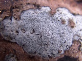 Biscogniauxia atropunctata image