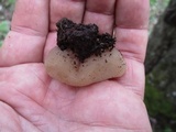 Peziza varia image