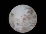 Gyromitra brunnea image