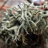 Cladonia dimorphoclada image