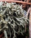 Cladonia dimorphoclada image