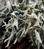 Cladonia dimorphoclada image