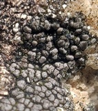 Rhizocarpon grande image
