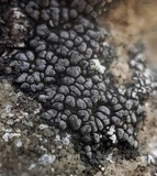Rhizocarpon grande image