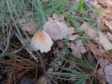 Coprinellus flocculosus image