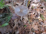 Coprinellus flocculosus image