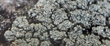 Lecanora argopholis image