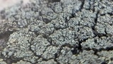 Lecanora argopholis image