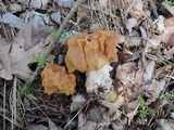 Gyromitra korfii image