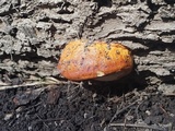 Fomitopsis schrenkii image