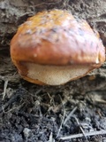 Fomitopsis schrenkii image