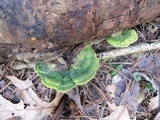 Trametes gibbosa image