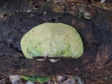Trametes gibbosa image