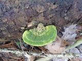 Trametes gibbosa image